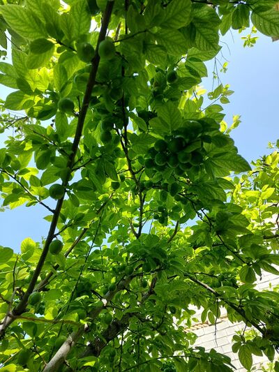 فروش گوجه سبز