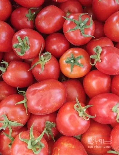 فروش گوجه فرنگی متین