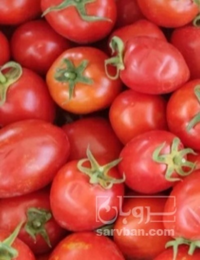 فروش گوجه فرنگی باسیمو