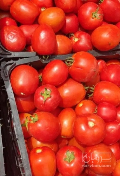 فروش گوجه فرنگی سانسید