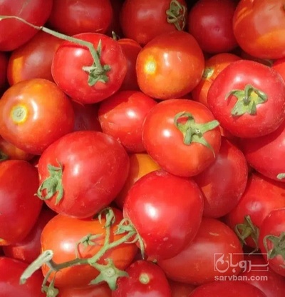 فروش گوجه فرنگی ساکاتا