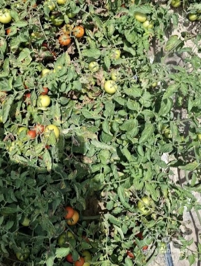 فروش گوجه فرنگی دالی