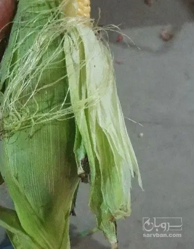 فروش ذرت بلال