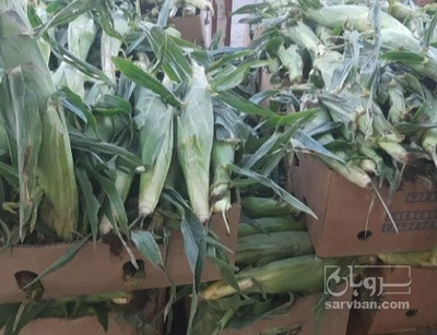 فروش ذرت