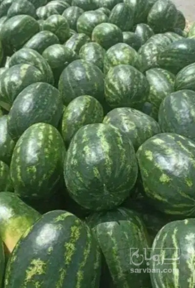 فروش هندوانه