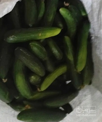 فروش خیار