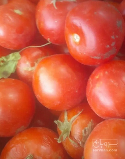 فروش گوجه فرنگی