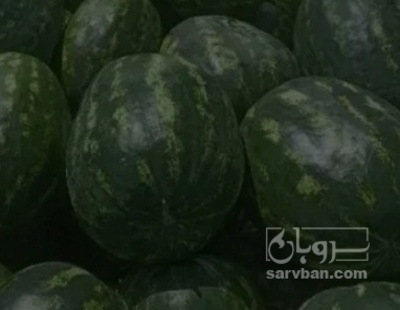 فروش هندوانه
