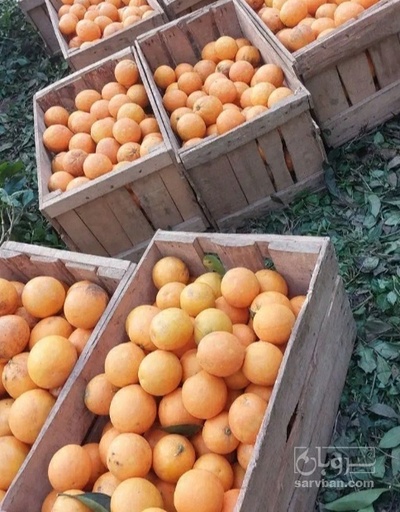 فروش پرتقال