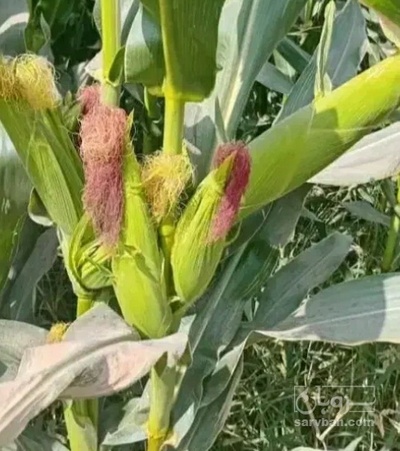فروش ذرت علوفه ای