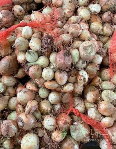 فروش پیاز