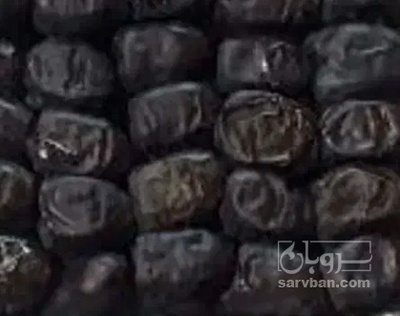 فروش خرما