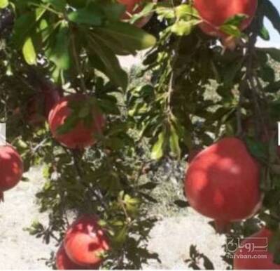فروش انار