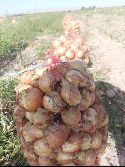 فروش پیاز