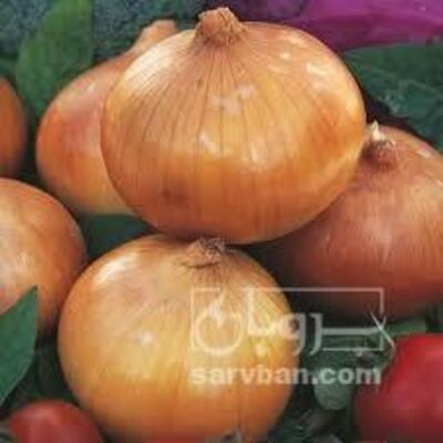 فروش پیاز