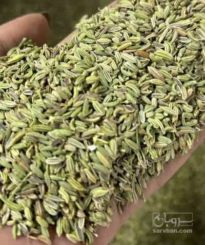 فروش رازیانه (گیاه‌ دارویی)