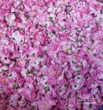 فروش عرق گلاب