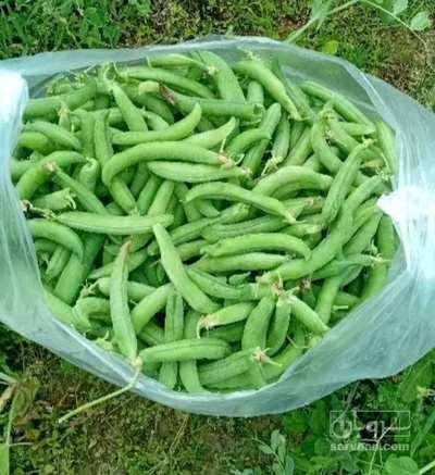 فروش نخود فرنگی