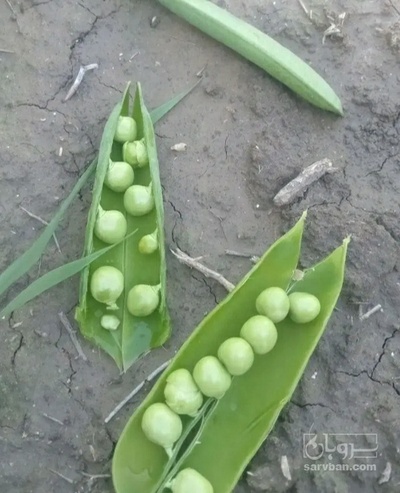 فروش نخود فرنگی