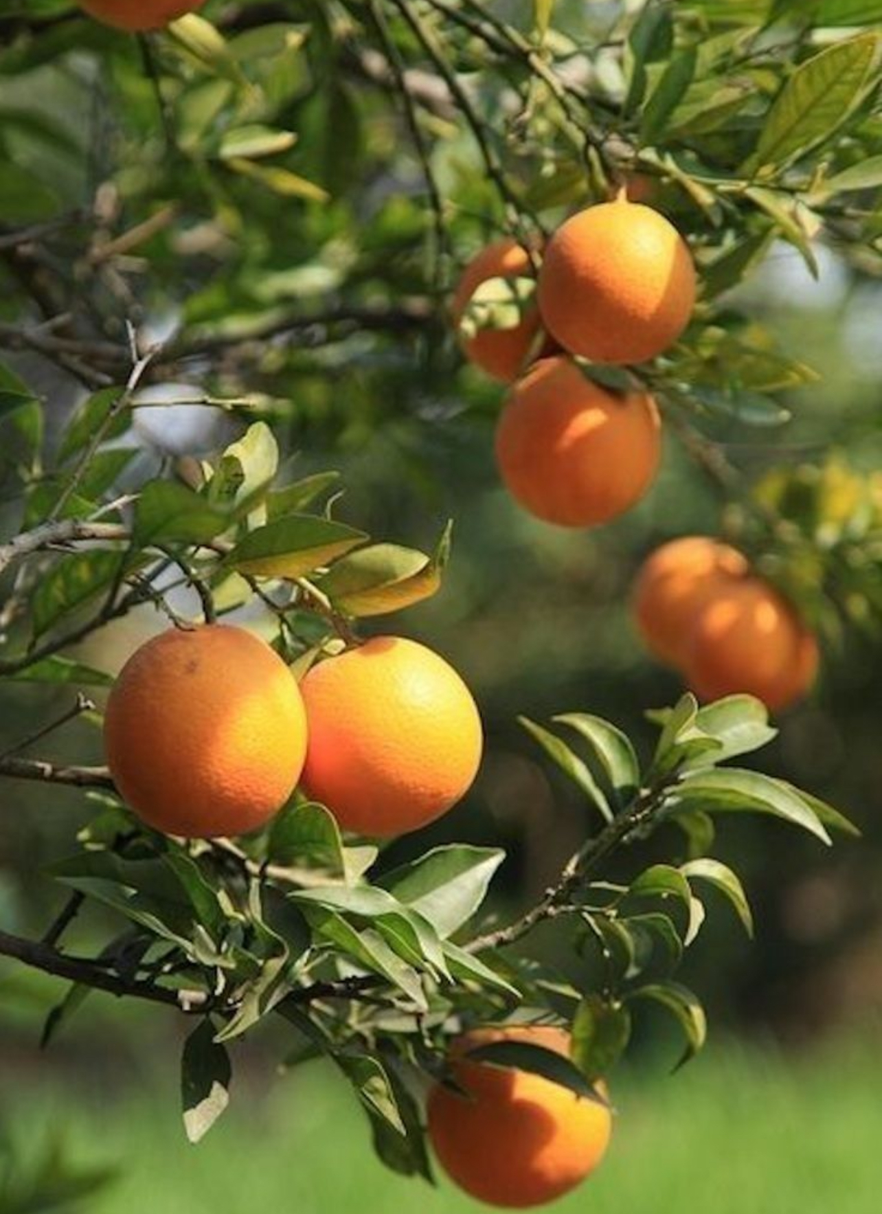 فروش پرتقال خونی