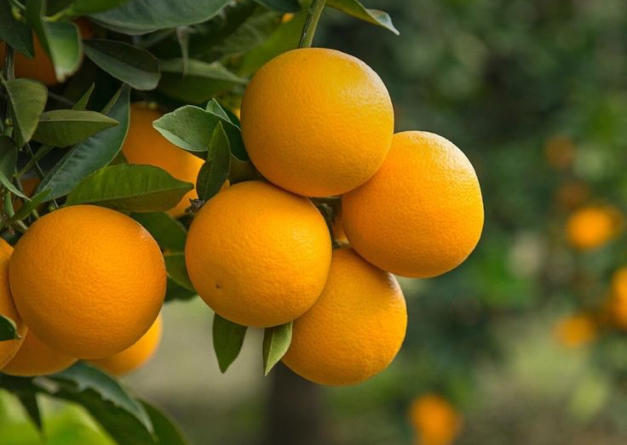 فروش پرتقال خونی