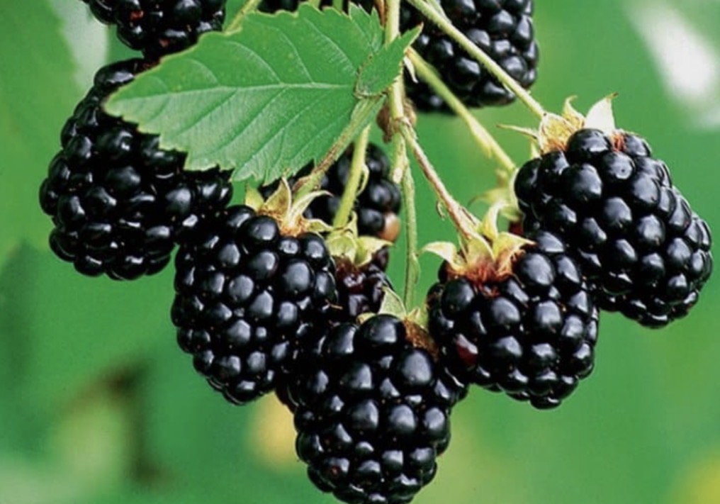 فروش تمشک