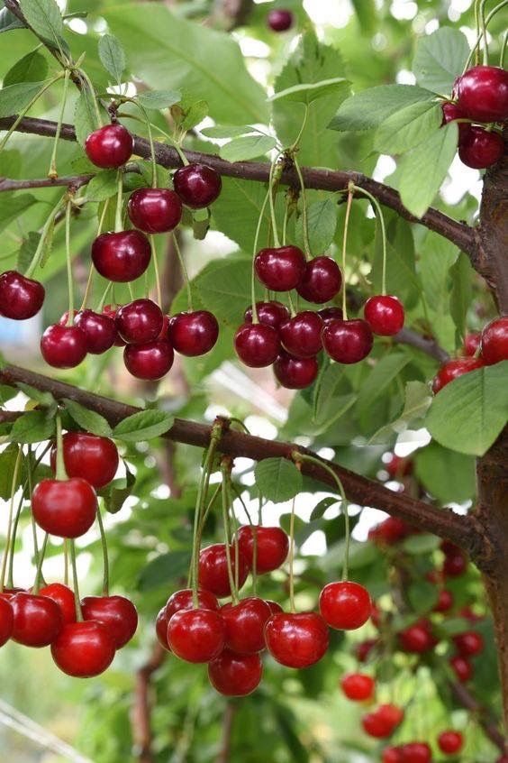 فروش آلبالو