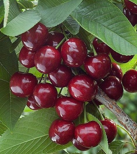 فروش آلبالو پیشرفت
