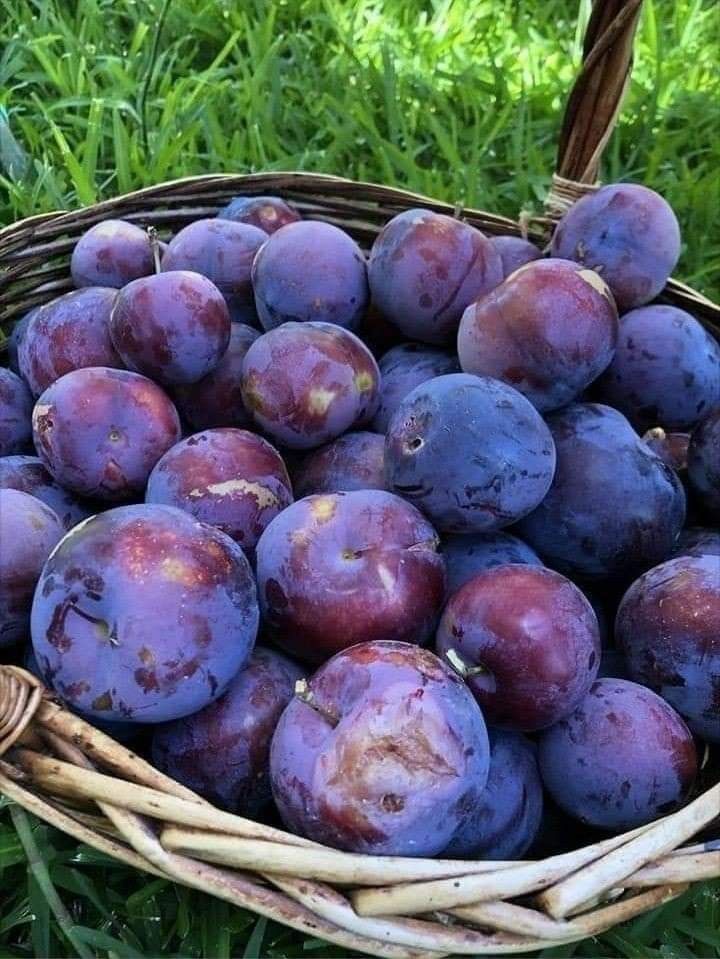 فروش آلوسیاه