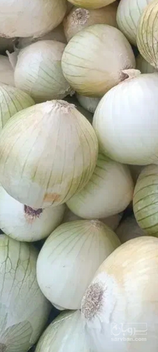 فروش پیاز