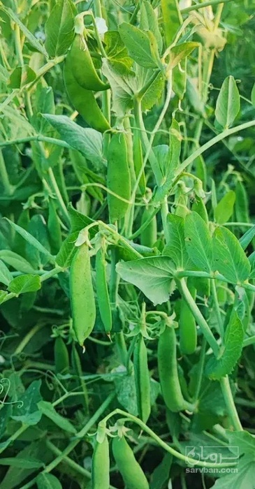 فروش نخود فرنگی