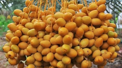 فروش خرما- زاهدی