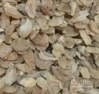 فروش ثعلب (گیاه‌ دارویی)