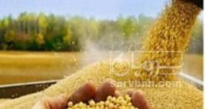 فروش سویا