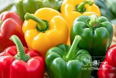 فروش فلفل دلمه ای رنگی