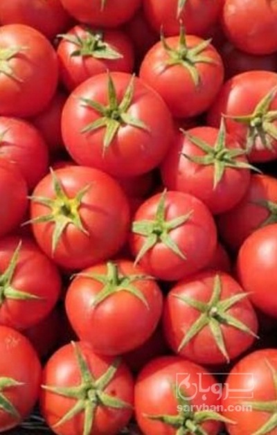 فروش گوجه فرنگی 4129