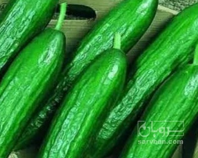 فروش خیار