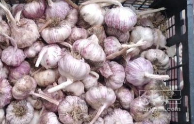 فروش سیر