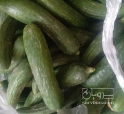 فروش خیار