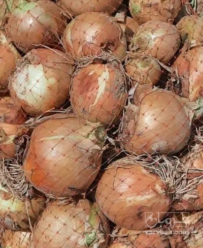 فروش پیاز