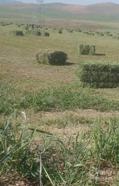 فروش یونجه