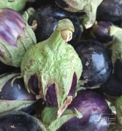 فروش بادمجان