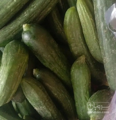 فروش خیار
