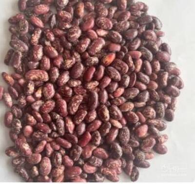 فروش لوبیا چیتی