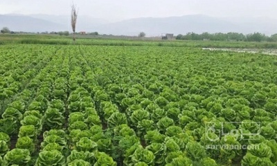 فروش کاهو ایرانی - رومانو