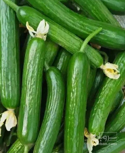 فروش خیار