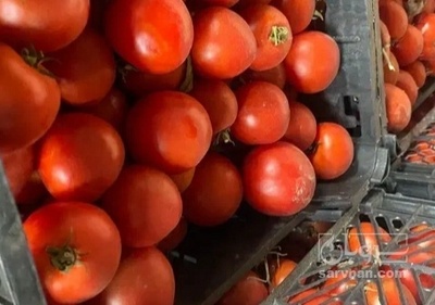 فروش گوجه فرنگی سانسید