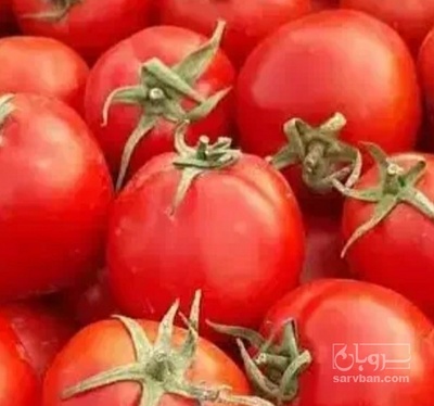 فروش گوجه فرنگی متین