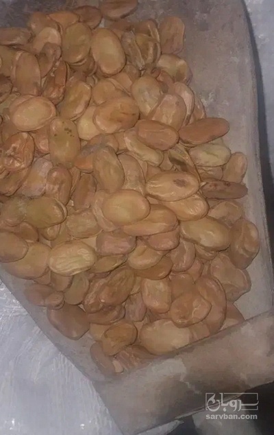 فروش باقلا خشک