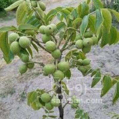 فروش گردو